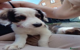 Mixed Breed dogs for sale: Beautiful Cocker X Collie Pups  - Image 5