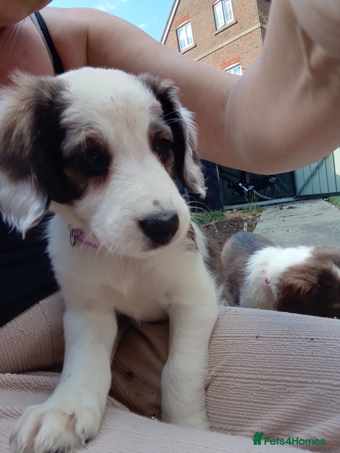 Mixed Breed dogs for sale: Beautiful Cocker X Collie Pups  - Image 5