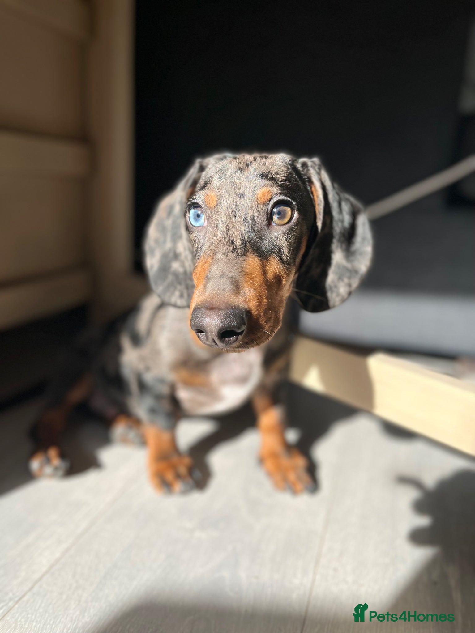 Dachshund dogs Black & Grey Standard Dachshund Stud Blue&GreenEye - Advert 16