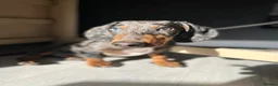 Dachshund dogs for stud: Black & Grey Standard Dachshund Stud Blue&GreenEye - Advert 1