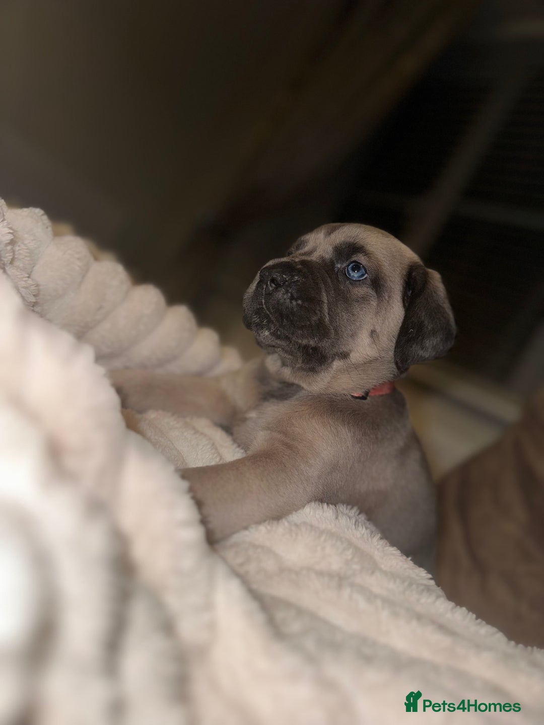 Cane Corso dogs for sale: ‼️ Champion ICCF, health tested Cane Corso pup ‼️ - Advert 3