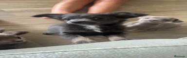 Chihuahua 2