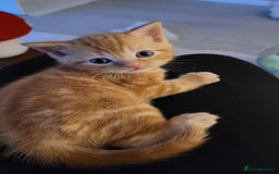 British Shorthair cats for sale: 1 stunning British shorthair boys left to reserve  - Image 9
