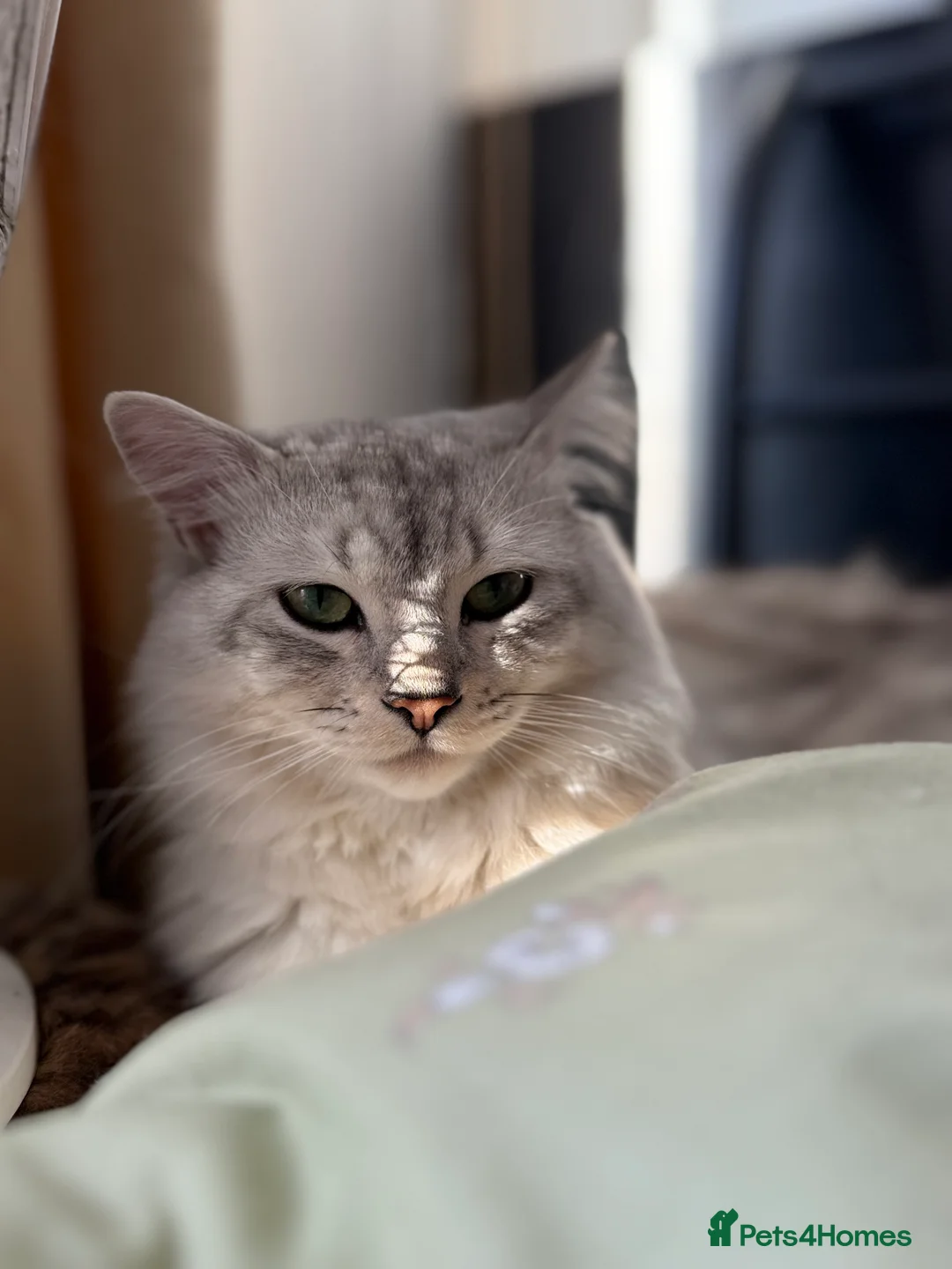 Mixed Breed cats for sale: Hi!I am butterscotch. I am available for adoption  - Advert 2