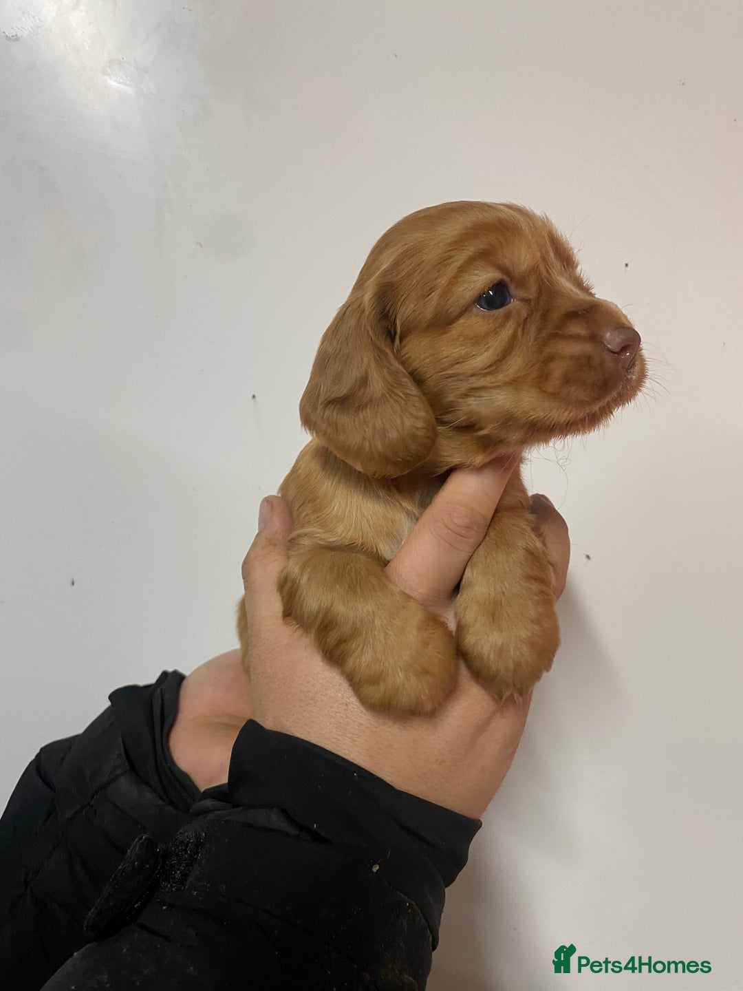 Cocker Spaniel dogs for sale: Beautifully coloured cocker spaniel puppys forsale - Advert 9