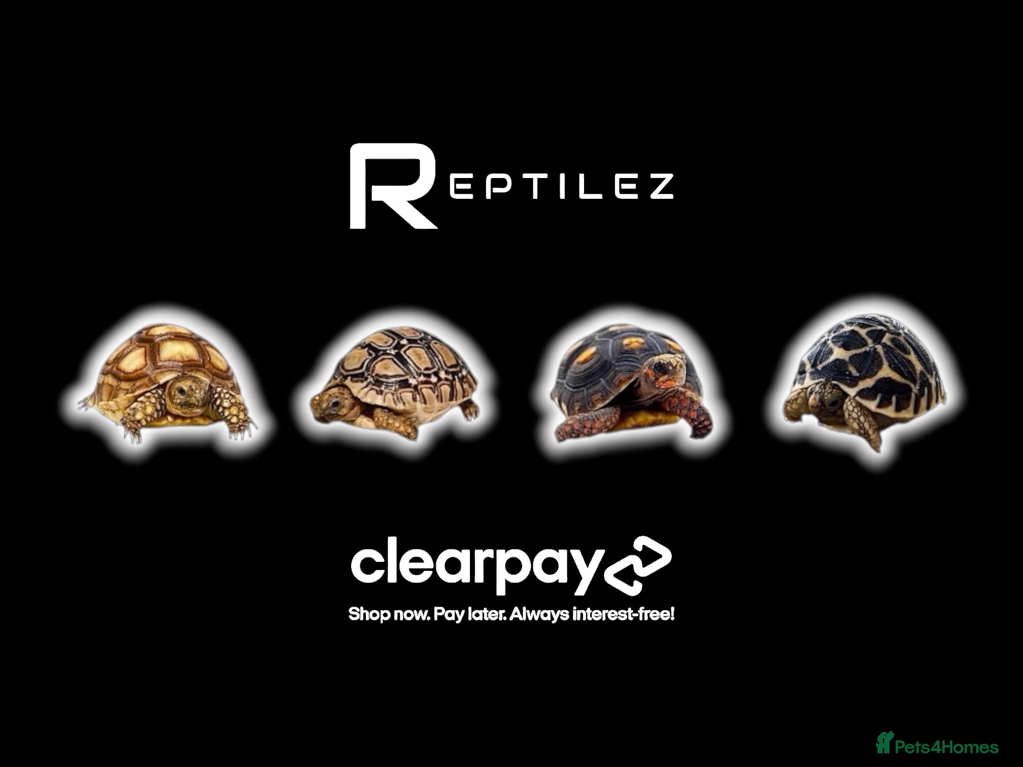 Tortoise reptiles TORTOISE BABIES - Advert 1