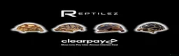Tortoise reptiles for sale: TORTOISE BABIES - Advert 1