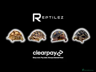 Tortoise reptiles for sale: TORTOISE BABIES - Advert 3