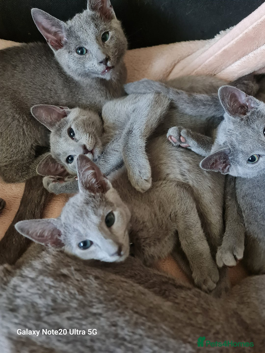 Russian Blue cats for sale: Stunning Russian Blue kittens-pure Pedigree - Advert 3