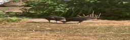 Turkeys poultry for sale: HB92 Bronze Turkey Poults, 6 Weeks Old  - Advert 3