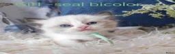Ragdoll cats for sale: GCCF REGISTERED BEAUTIFUL RAGDOLLS KITTENS  - Advert 11