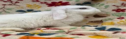 Mini Lop rabbits for sale: Blossom View Babies ready now!! - Advert 7