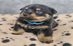Rottweiler dogs for sale: Stunning Rottweiler puppy’s  - Image 3
