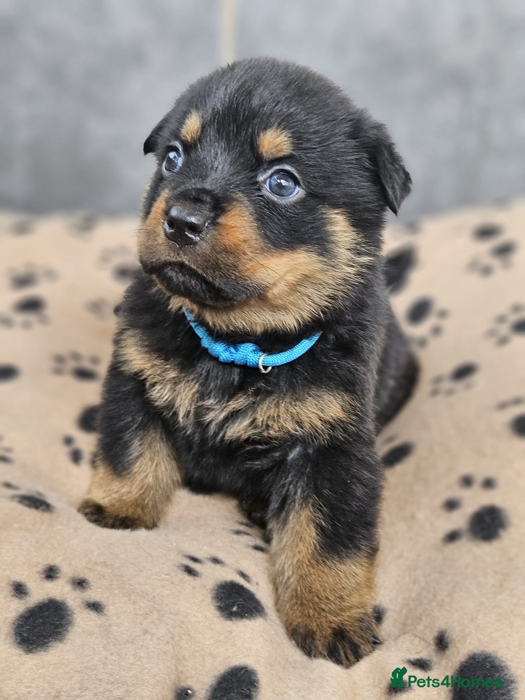 Rottweiler dogs for sale: Stunning Rottweiler puppy’s  - Image 3
