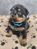 Rottweiler dogs - Advert 9