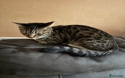 Mixed Breed cats for sale: 4 kittens seeeking forever home only   - Image 9