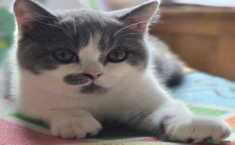 British Shorthair cats - Advert 4