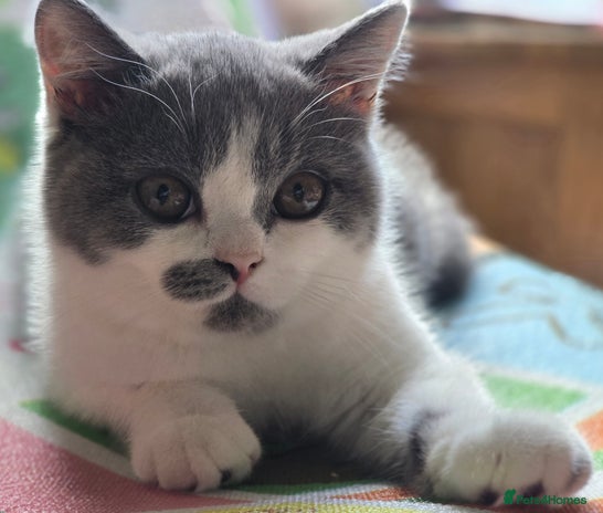 British Shorthair cats - Advert 1