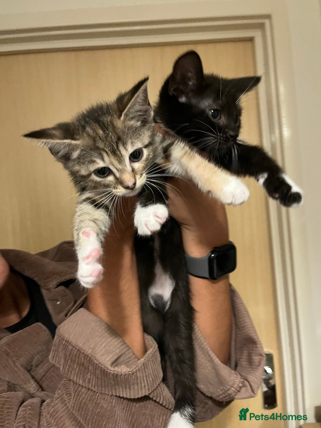 Mixed Breed cats for sale: Adorable kittens ready for loving homes! - Image 4
