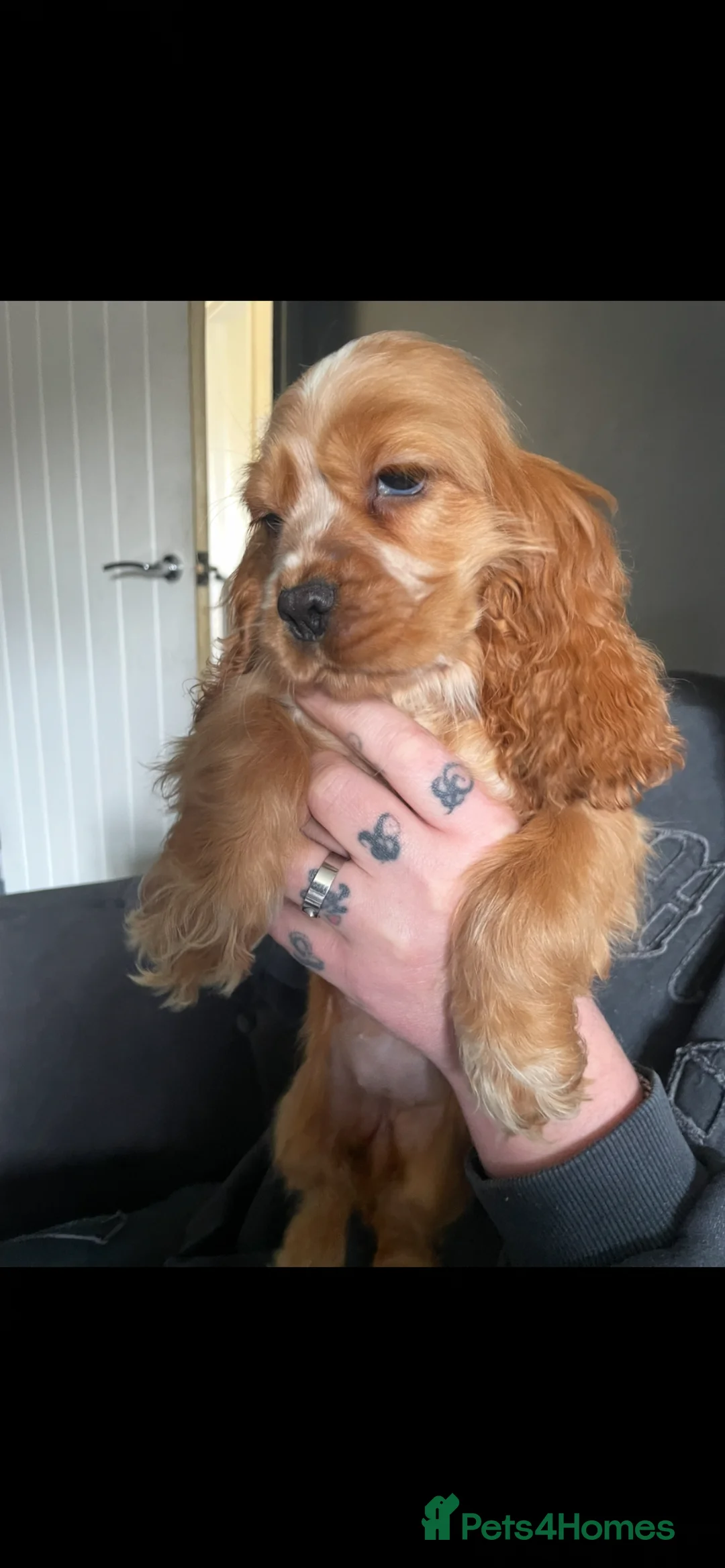 Cocker Spaniel dogs for sale: 2 puppies available  - Advert 2