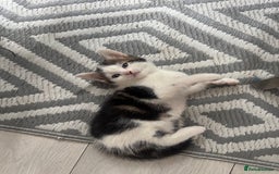 Domestic Shorthair cats for sale: Unique & Precious Kittens Seeking Forever Homes - Image 7