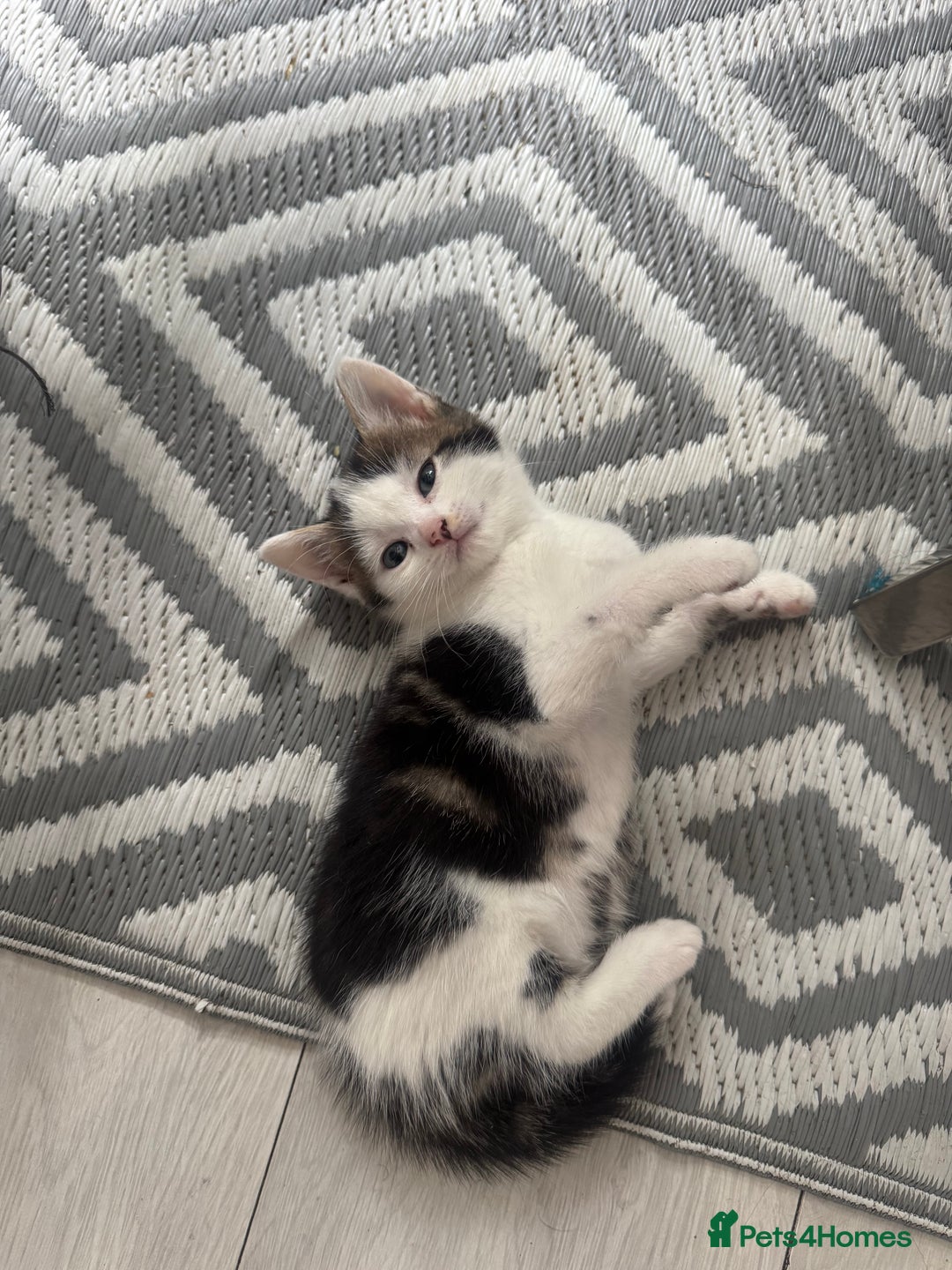 Domestic Shorthair cats for sale: Unique & Precious Kittens Seeking Forever Homes - Image 7
