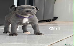 Staffordshire Bull Terrier dogs for sale: !!! Blue Staffordshire bull terriers !!! - Image 4