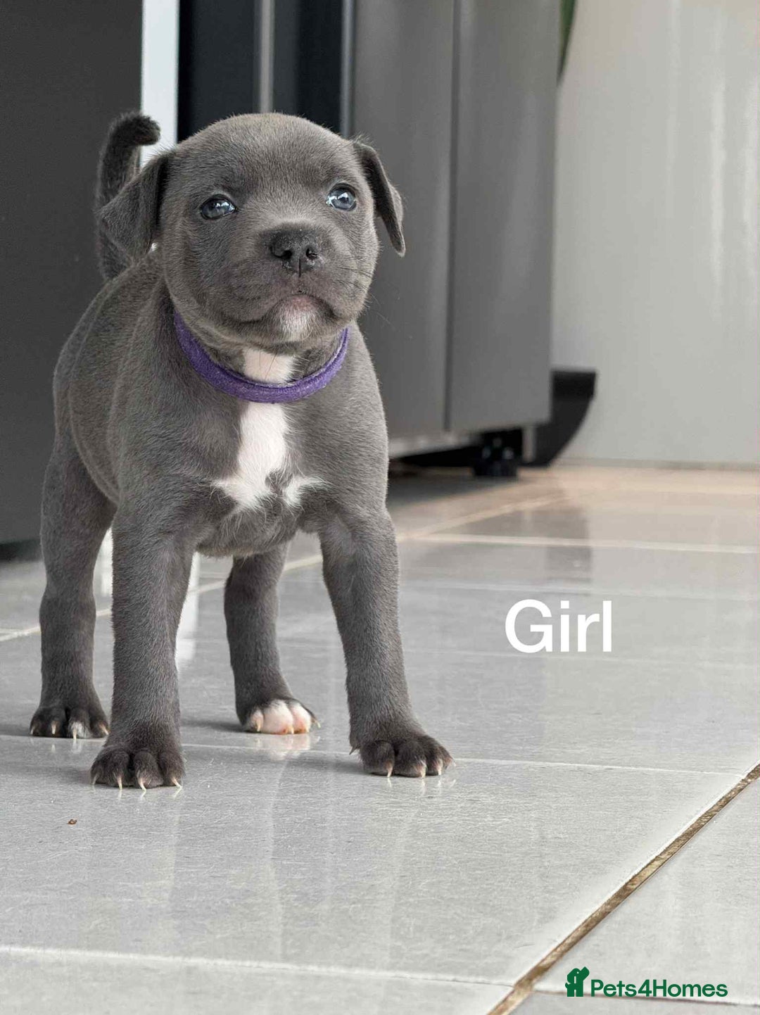 Staffordshire Bull Terrier dogs for sale: !!! Blue Staffordshire bull terriers !!! - Image 4