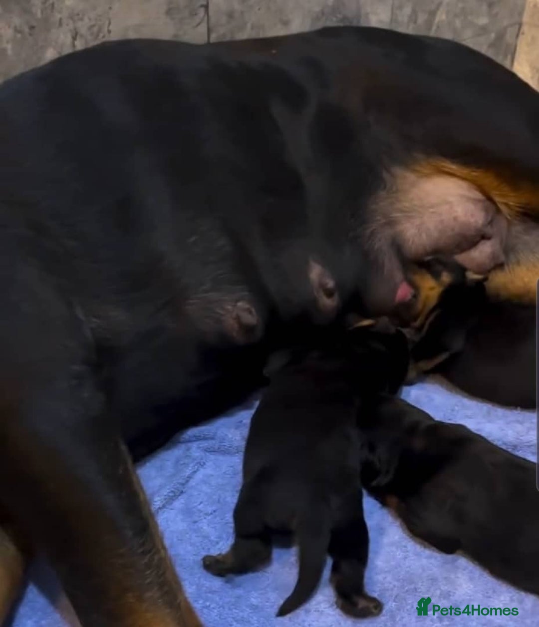 Rottweiler dogs for sale: 🐾 Quality Rottweiler Puppies🏡 - Image 7
