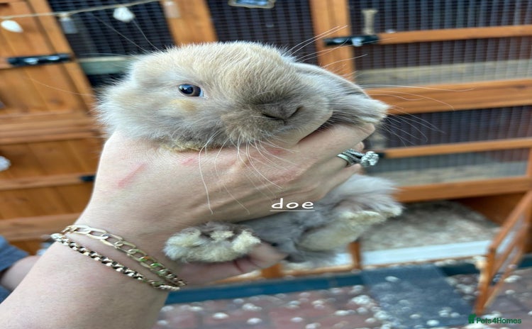 Mini Lop rabbits - Advert 4