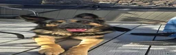 German Shepherd dogs for stud: KC German shepherd  in Telford - Advert 3