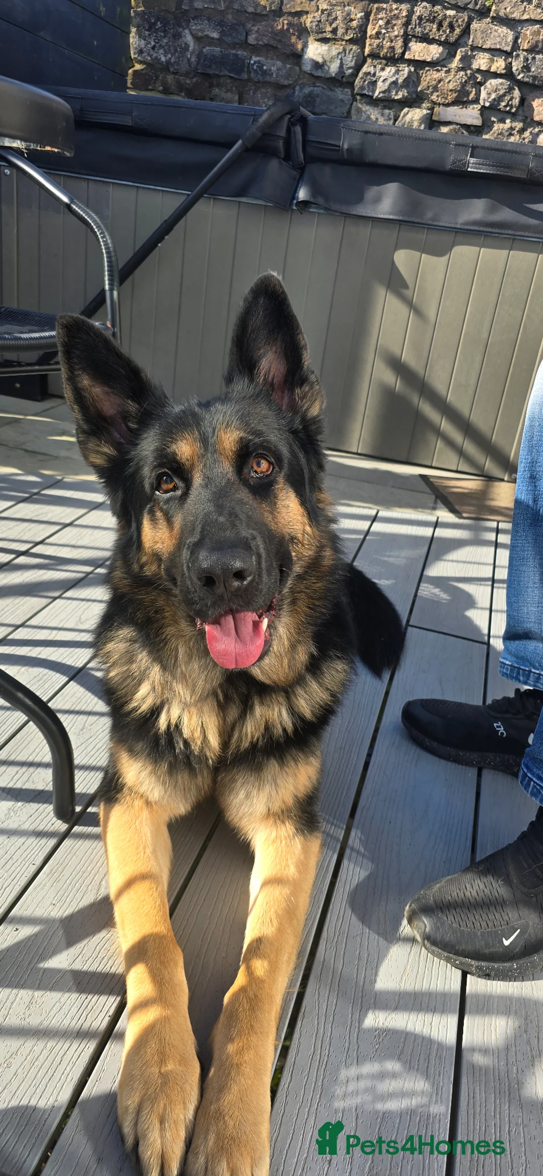 German Shepherd dogs for stud: KC German shepherd  - Advert 2