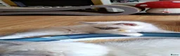 Ragdoll cats for sale: GCCF registered Ragdoll kittens 🐈  - Advert 17