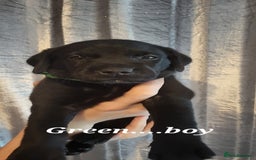 Labrador Retriever dogs for sale: KC LABRADORS - Image 10