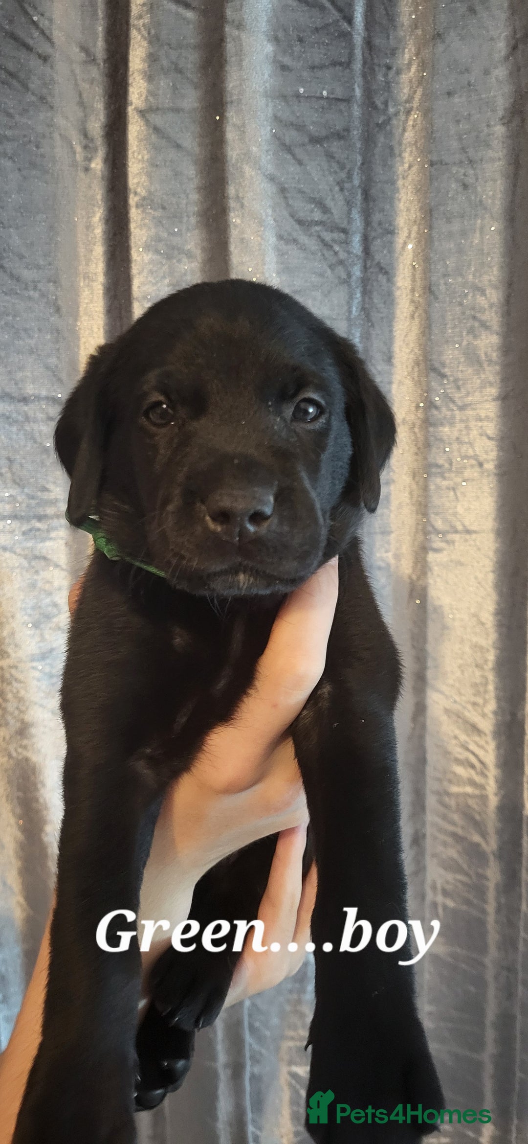 Labrador Retriever dogs for sale: KC LABRADORS - Image 10