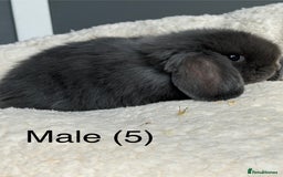 Dwarf Lop rabbits for sale: Pure bred dwarf lops  - Image 4