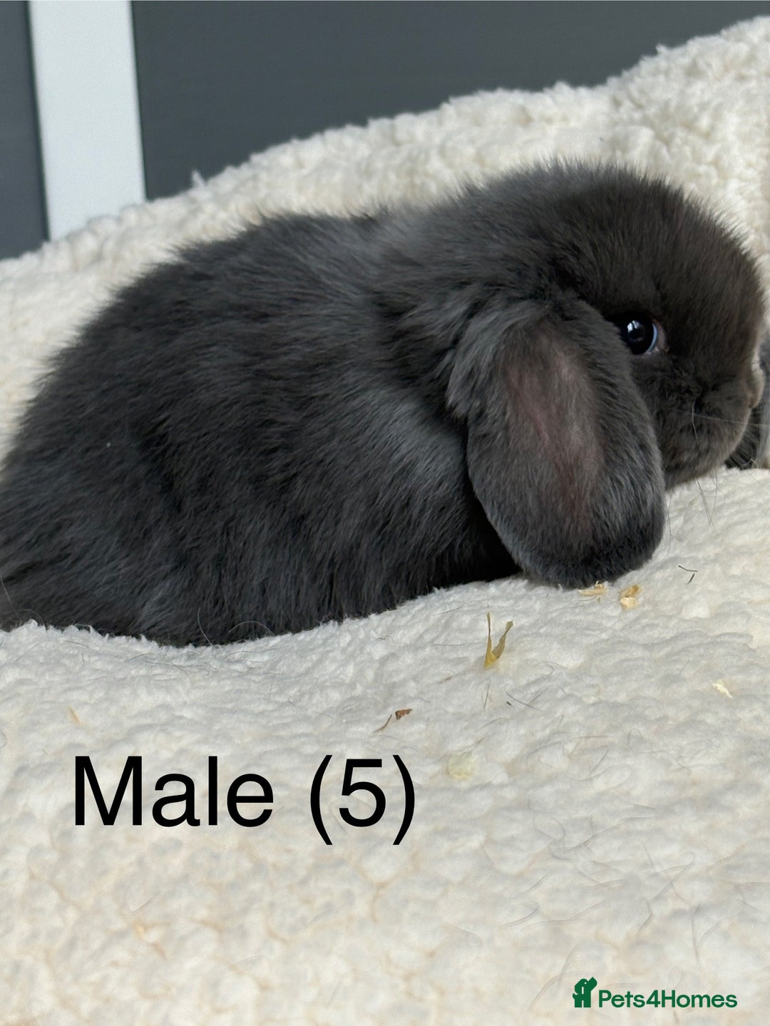 Dwarf Lop rabbits for sale: Pure bred dwarf lops  - Image 4