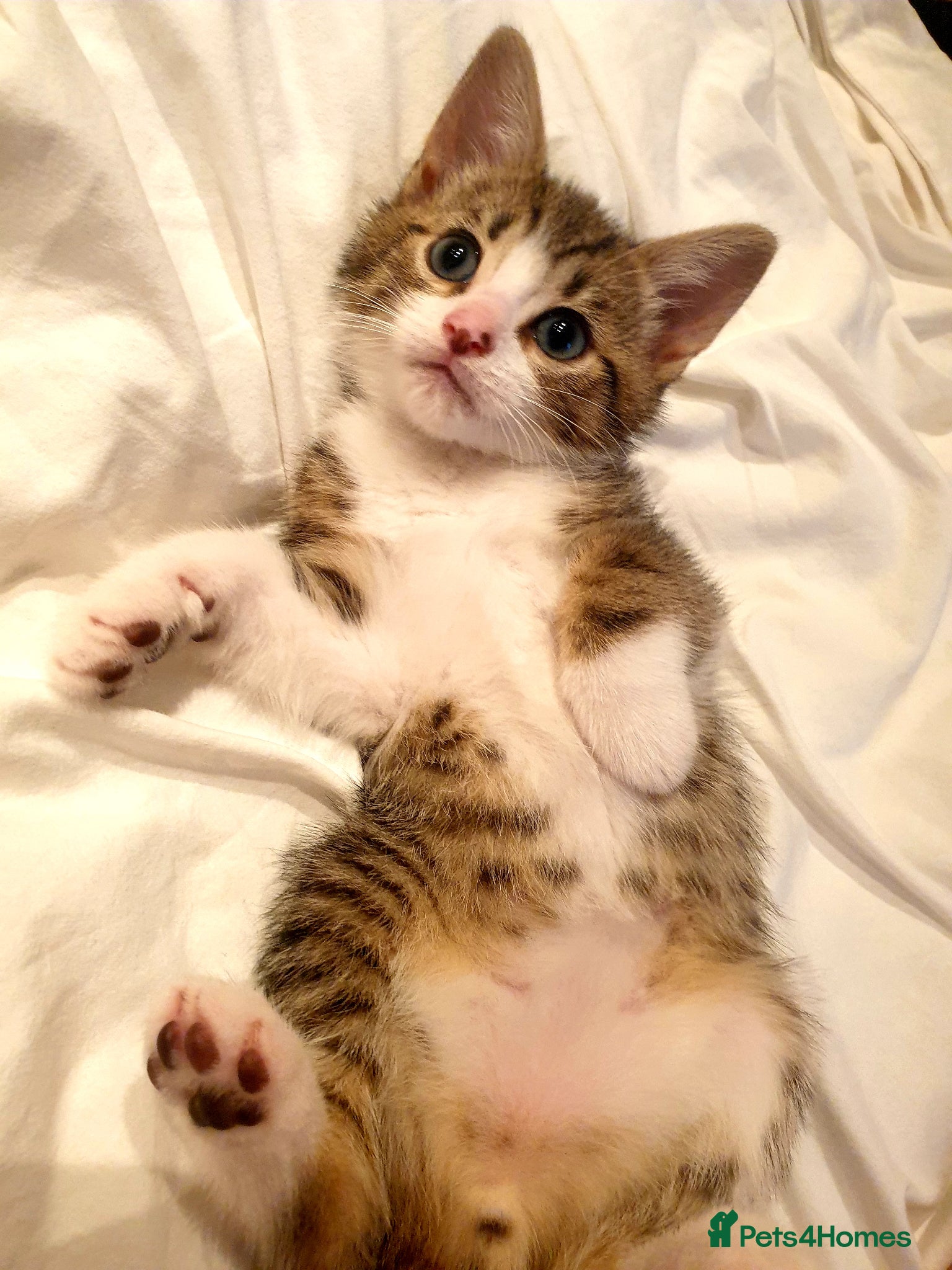 Mixed Breed cats Sweet Kittens Raised with Love and Children - Advert 2