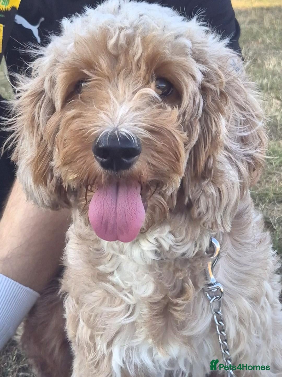 Cockapoo dogs Beautiful 2-year-old Cockapoo - Advert 1