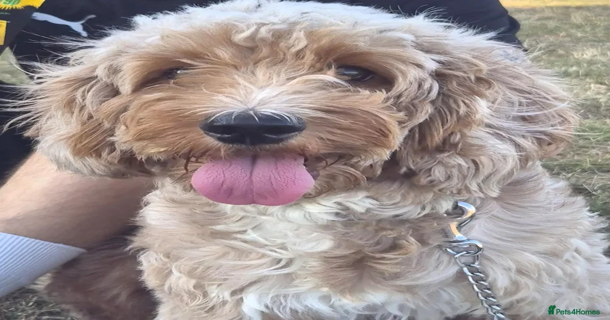 Beautiful 2-year-old Cockapoo for sale in London | Pets4Homes