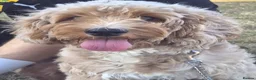 Cockapoo dogs for sale: Beautiful 2-year-old Cockapoo - Advert 1