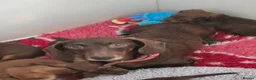 Miniature Dachshund dogs for sale: Miniature Dachshunds ready now females - Advert 10