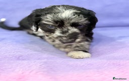Mini Goldendoodle dogs for sale: Gorgeous Mini Goldendoodles By Therapy Asst Mom - Image 2
