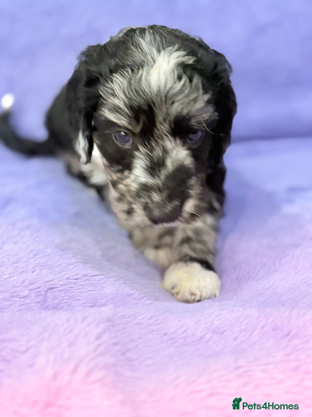 Mini Goldendoodle dogs for sale: Gorgeous Mini Goldendoodles By Therapy Asst Mom - Image 2