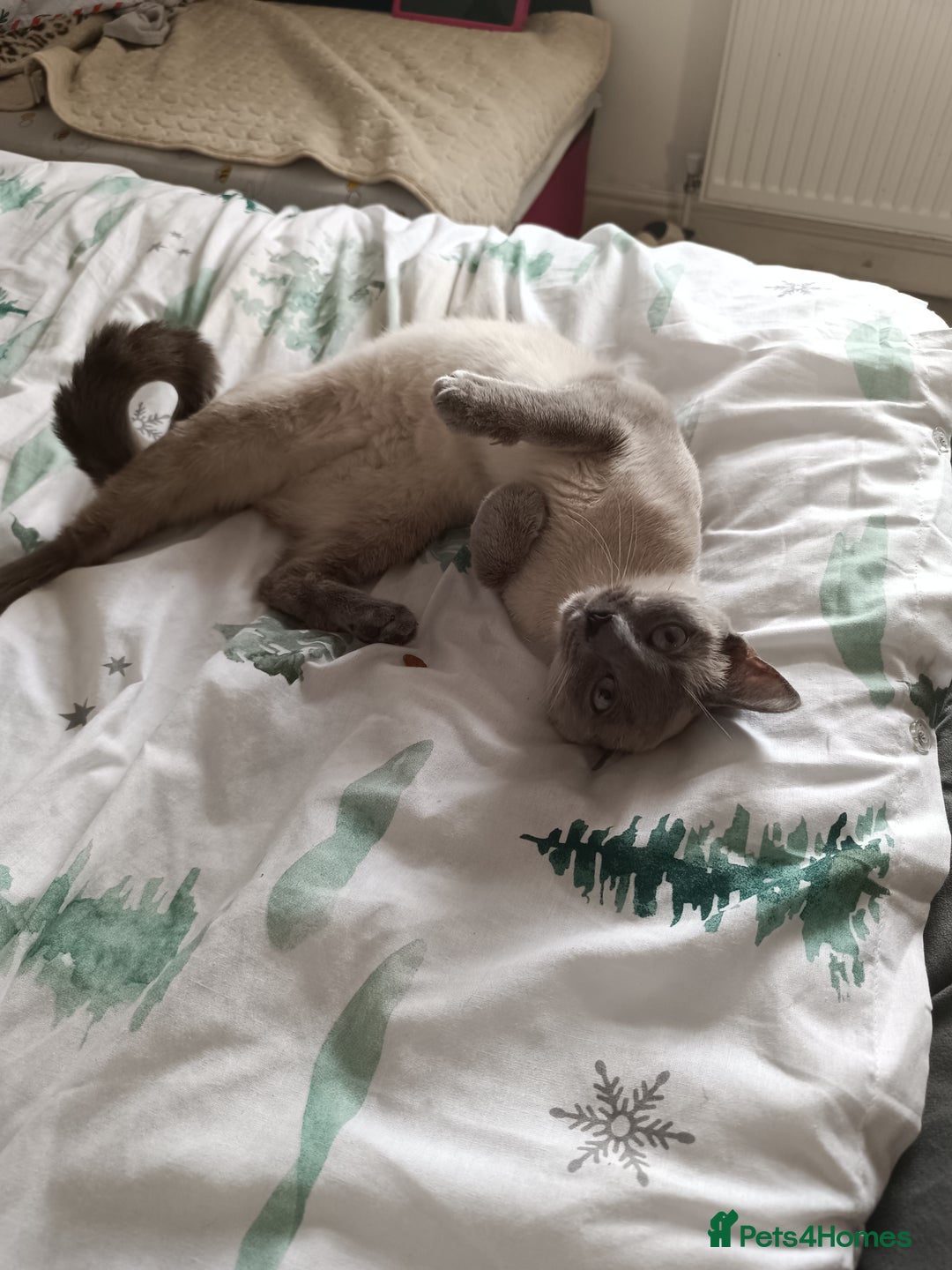Mixed Breed cats for stud: Hello looking for boyfriend for my cat - Advert 1