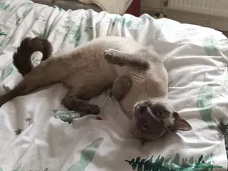 Mixed Breed cats Hello looking for boyfriend for my cat - Advert 8