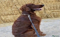 Irish Setter dogs for sale: Male Irish Red Setter 1 year old KC Reg - Image 2