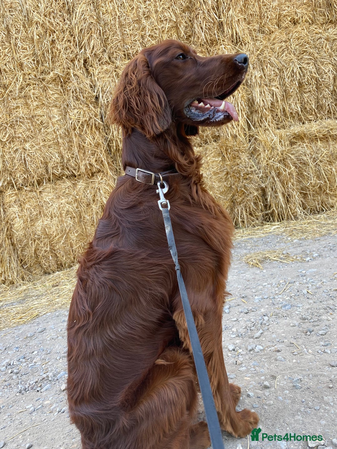 Irish Setter dogs for sale: Male Irish Red Setter 1 year old KC Reg - Image 2