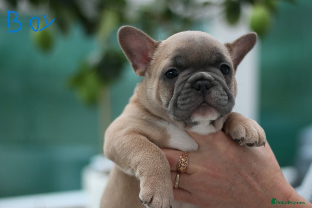 French Bulldog dogs for sale: Cute French Bulldog Puppies Available Soon - Advert 7