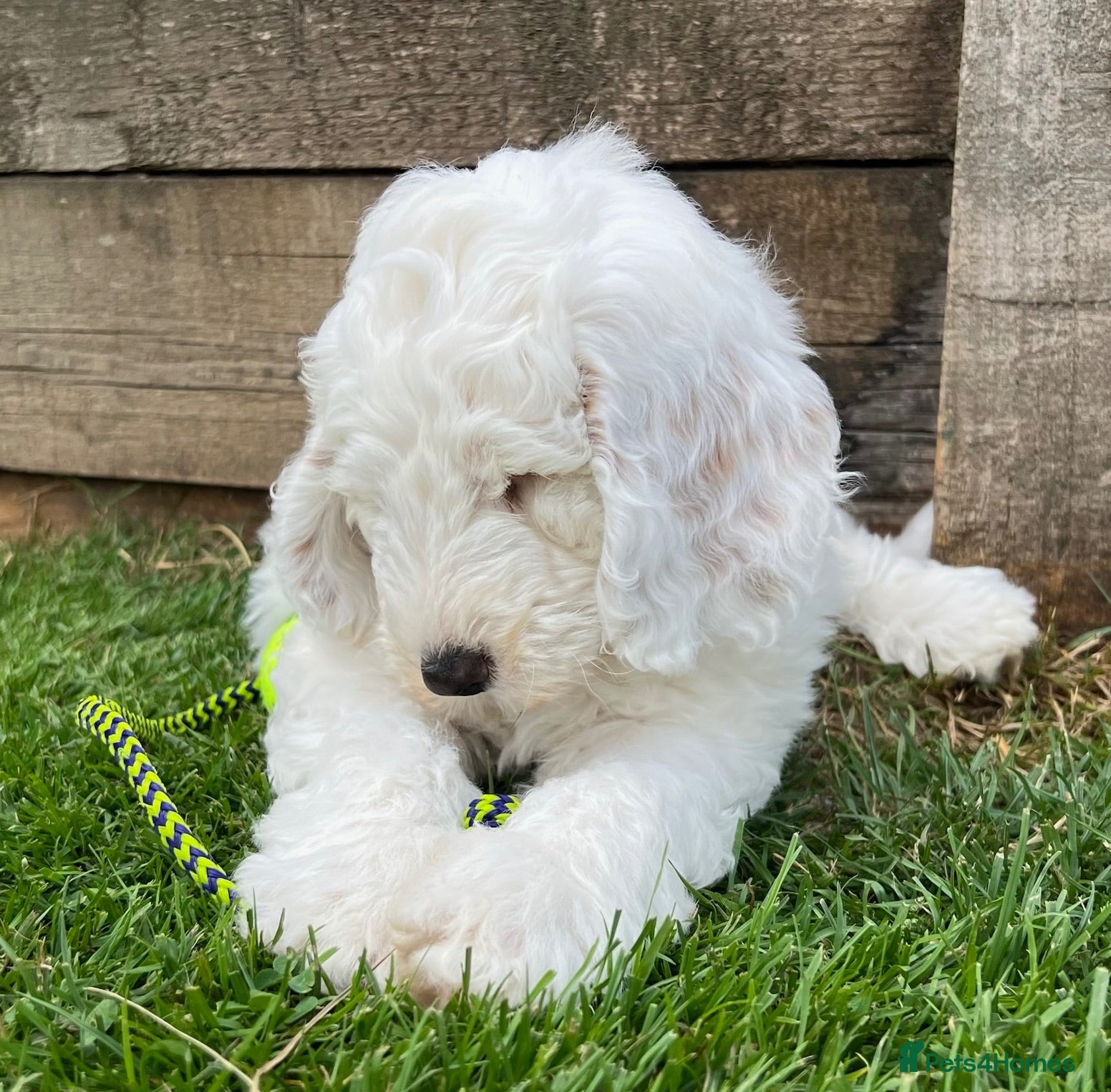 Australian Labradoodle dogs Australian Labradoodle Puppies, Ready to leave - Advert 1